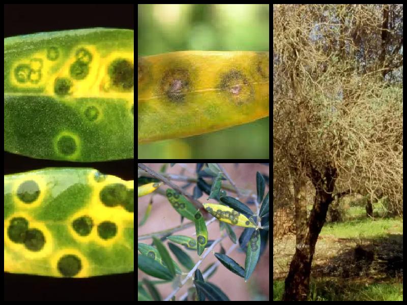 Imágenes de repilo del olivo utilizadas en la base de conocimiento de AgroClaw